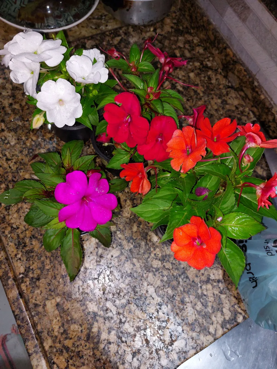 Belas Flores de Impatiens em Cores Vibrantes!