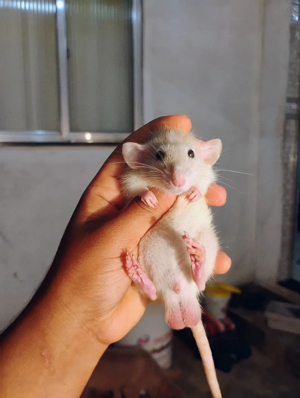 Dumbos maravilhosos twister