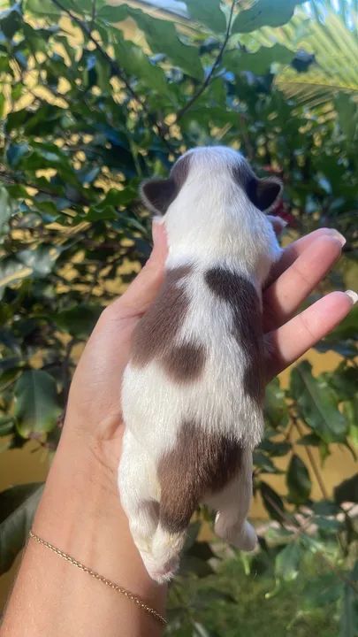 Filhote de shith Zu disponível para reserva  - Foto 2