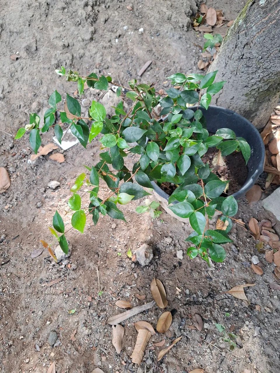 Muda de Pitanga