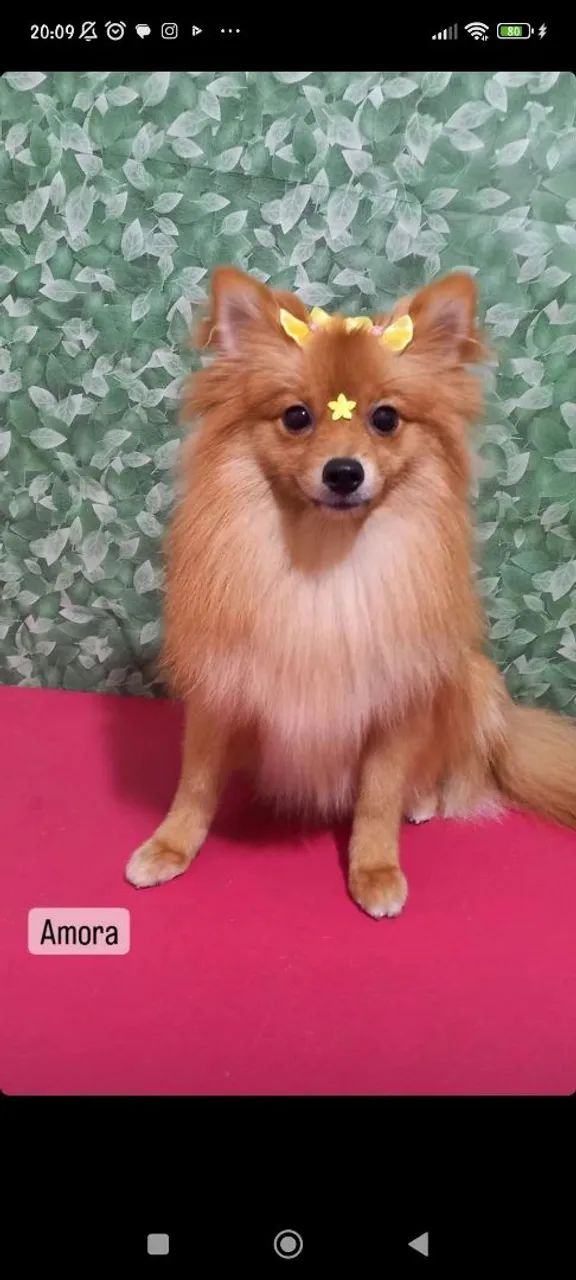 Spitz alemão fêmea com 1 ano e 9 meses  - Foto 4
