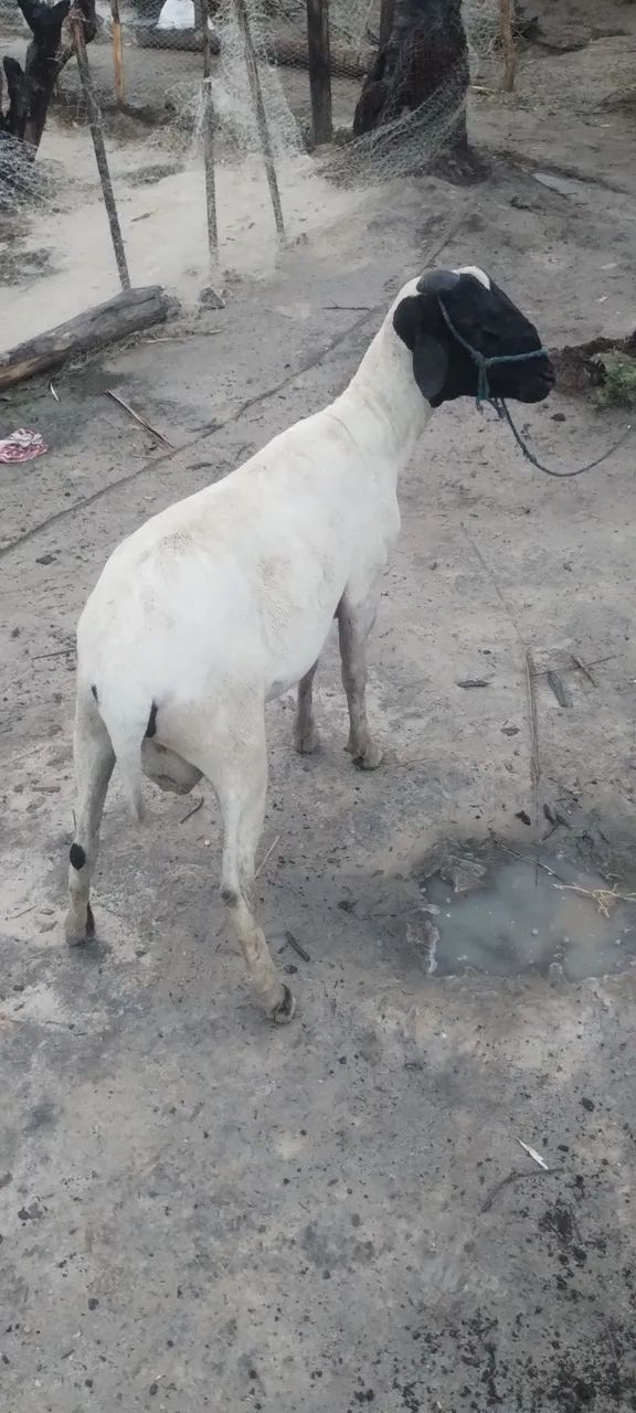 Vendo carneiro com um ano sete meses  - Foto 2