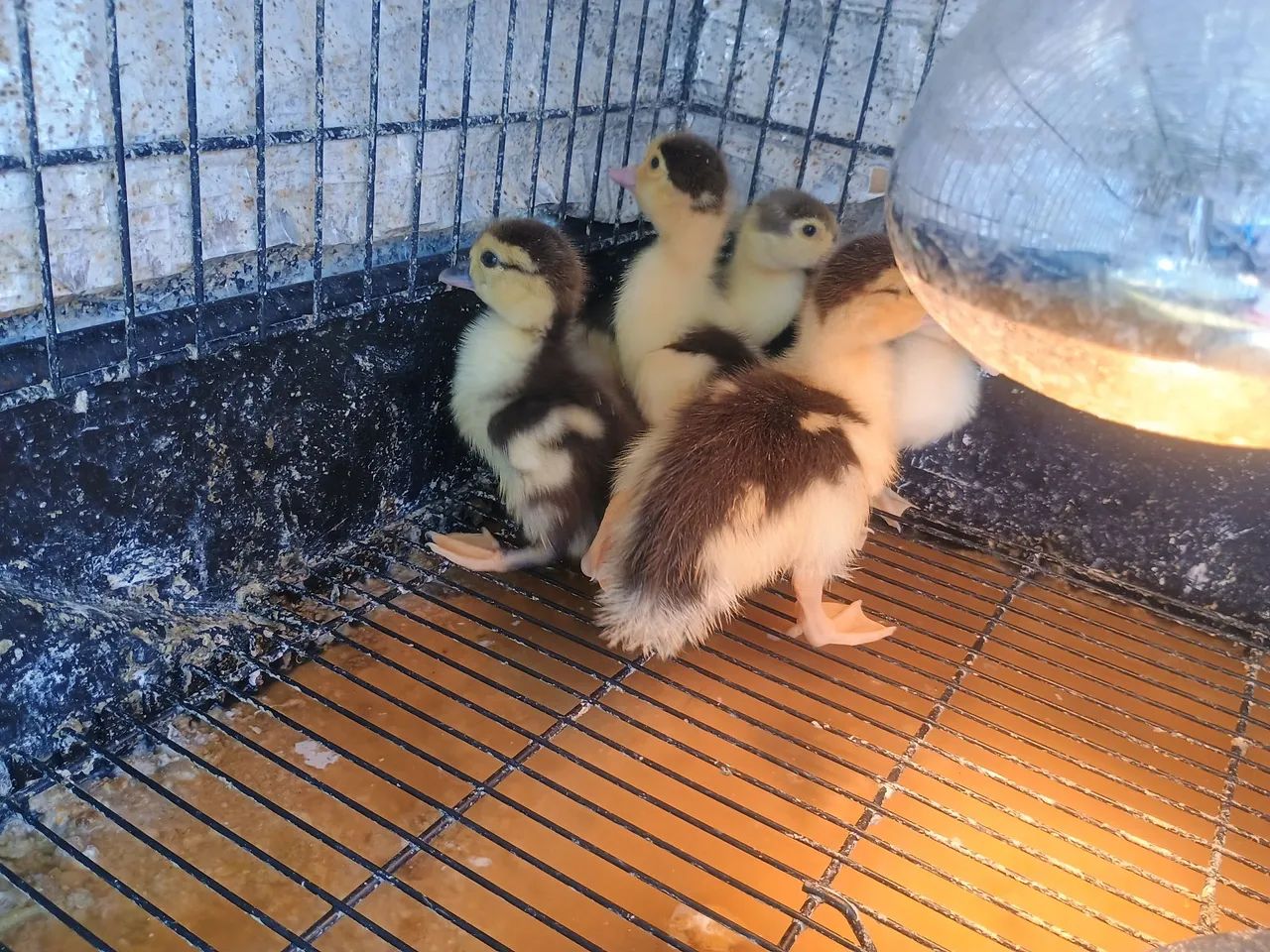 Filhotes de Pato - Foto 4