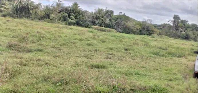 Vende-se fazenda em Catú/Ba com 313 tarefas para agricultura ou pecuária. - Foto 4