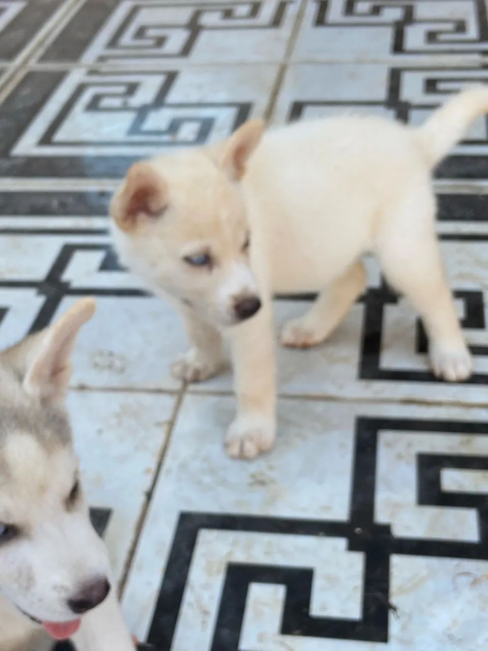 Vendo cachorro Husky siberiano  - Foto 4