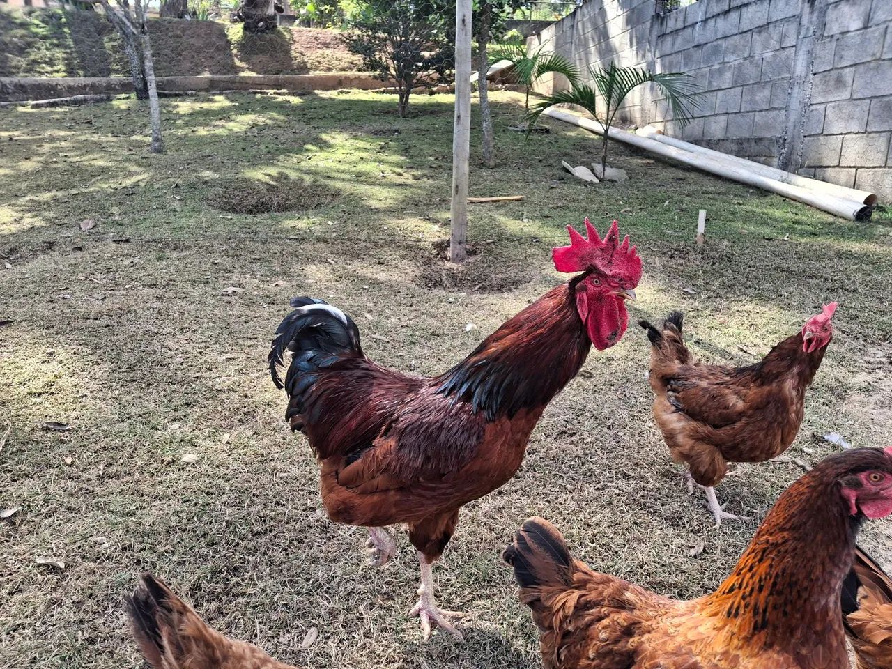 Galo Embrapa