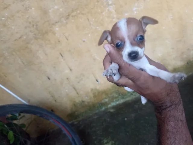 Pincher 1  - Foto 2