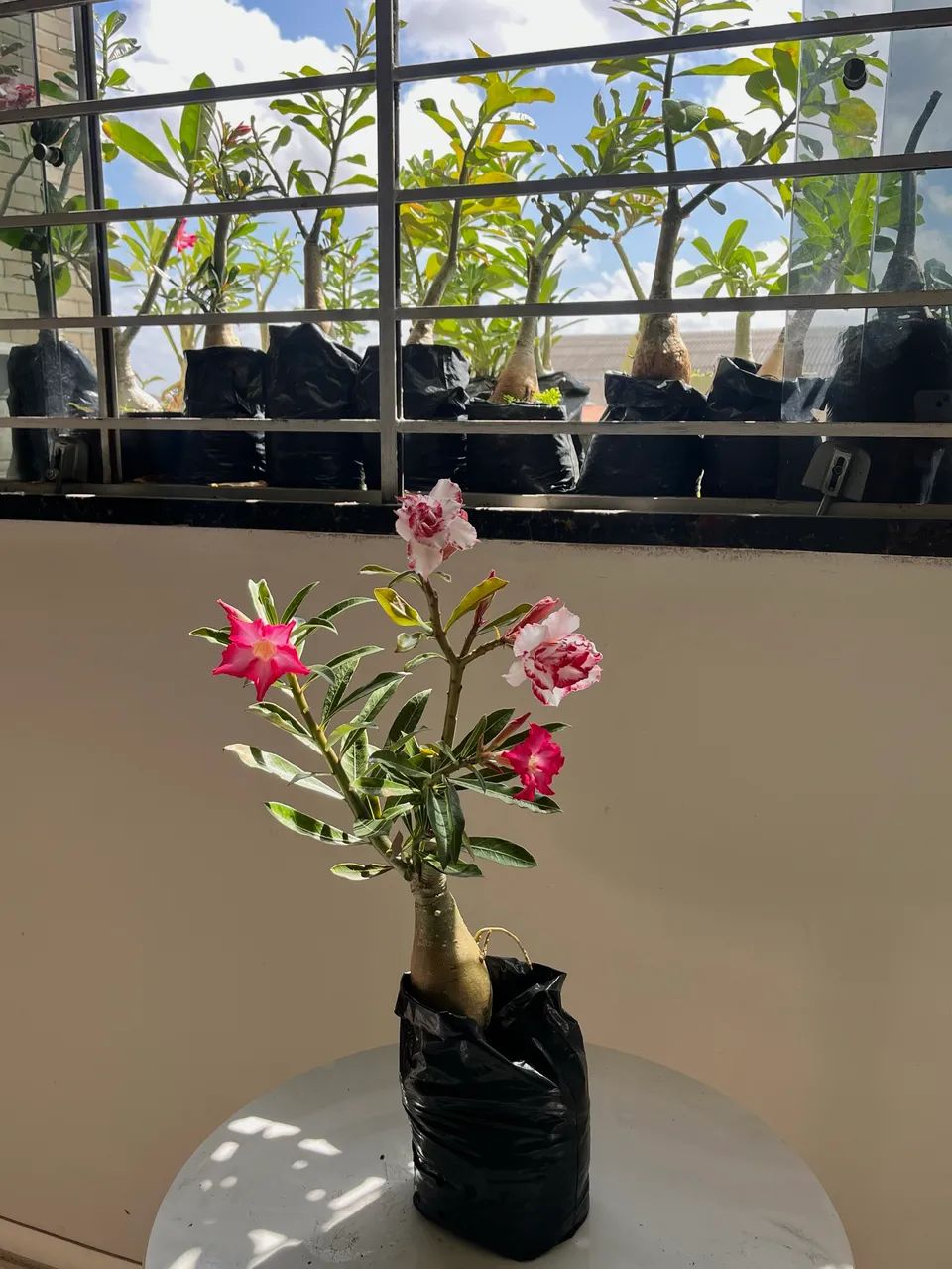 ROSAS DO DESERTO - ENXERTOS - Foto 3