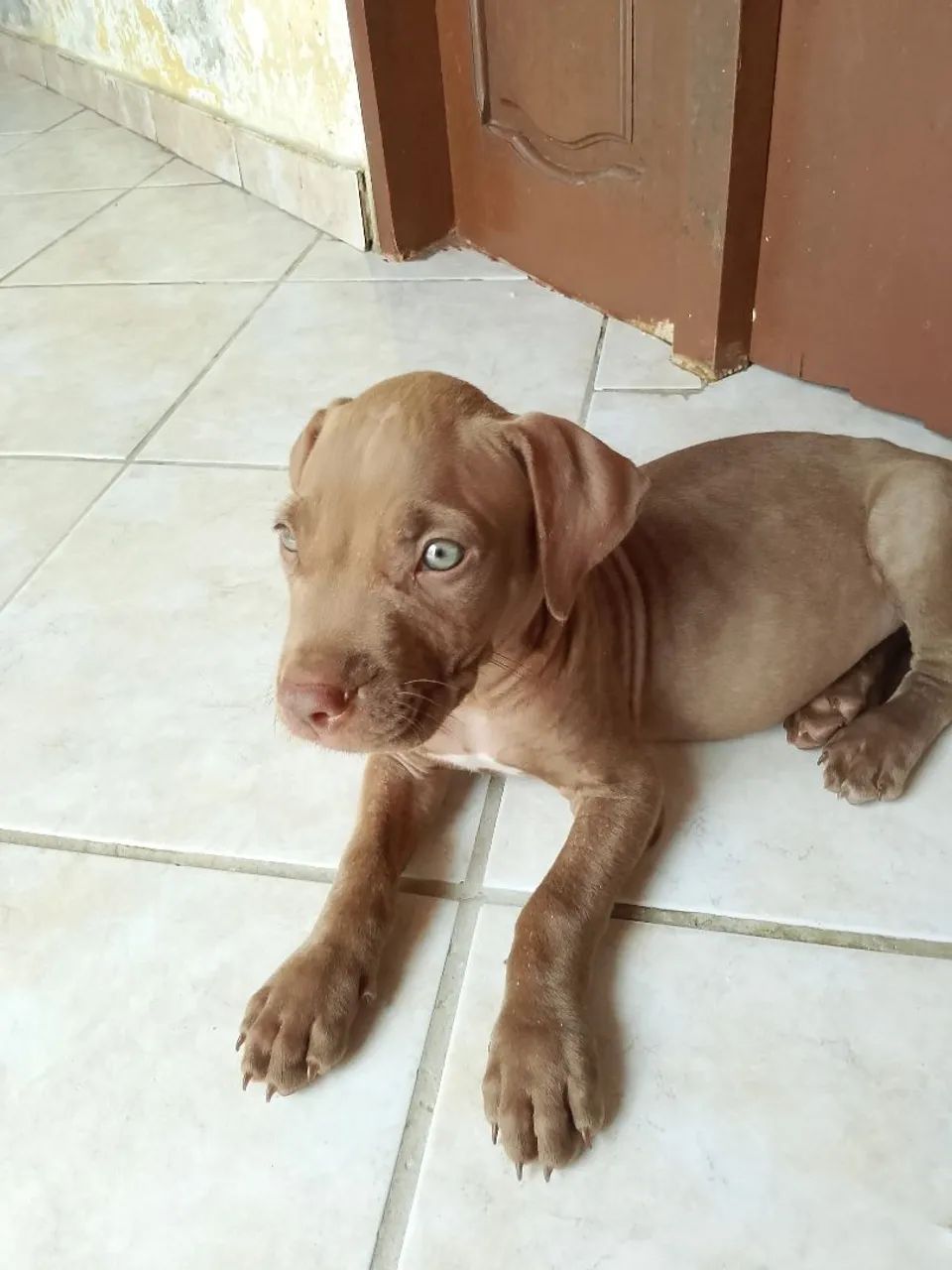 Filhotes de Pitbull  - Foto 3