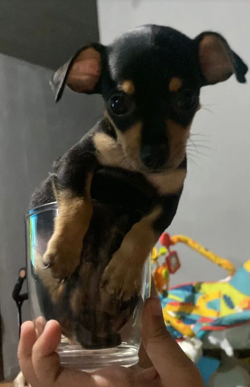 Pinscher macho - Foto 2