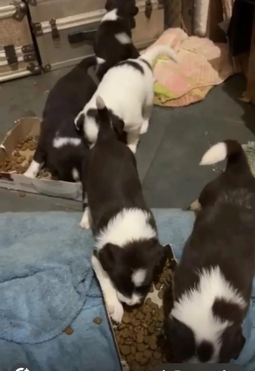 Border collie sereno