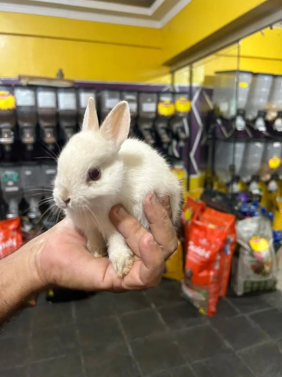 Mini coelho  - Foto 4