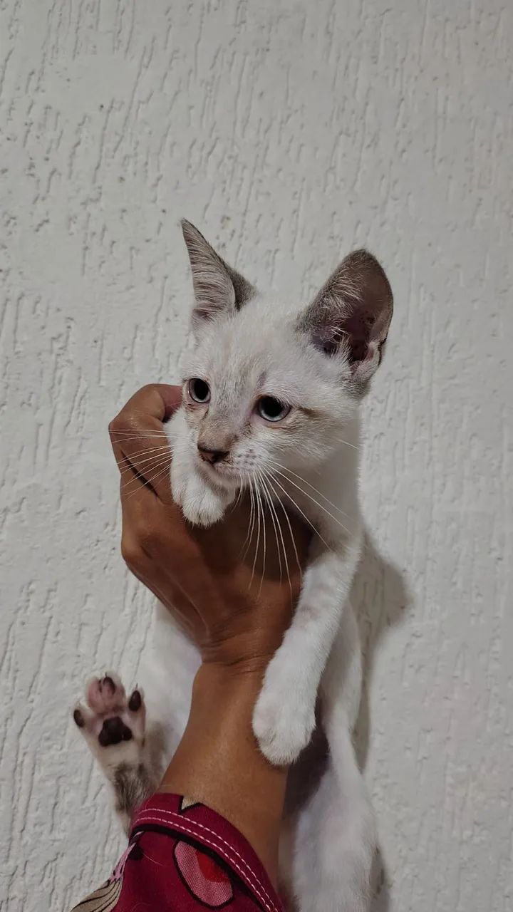 Love Rain (3 meses) para doação  - Foto 2