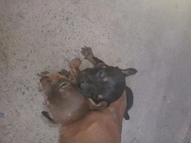 Cáchorro  - Foto 4
