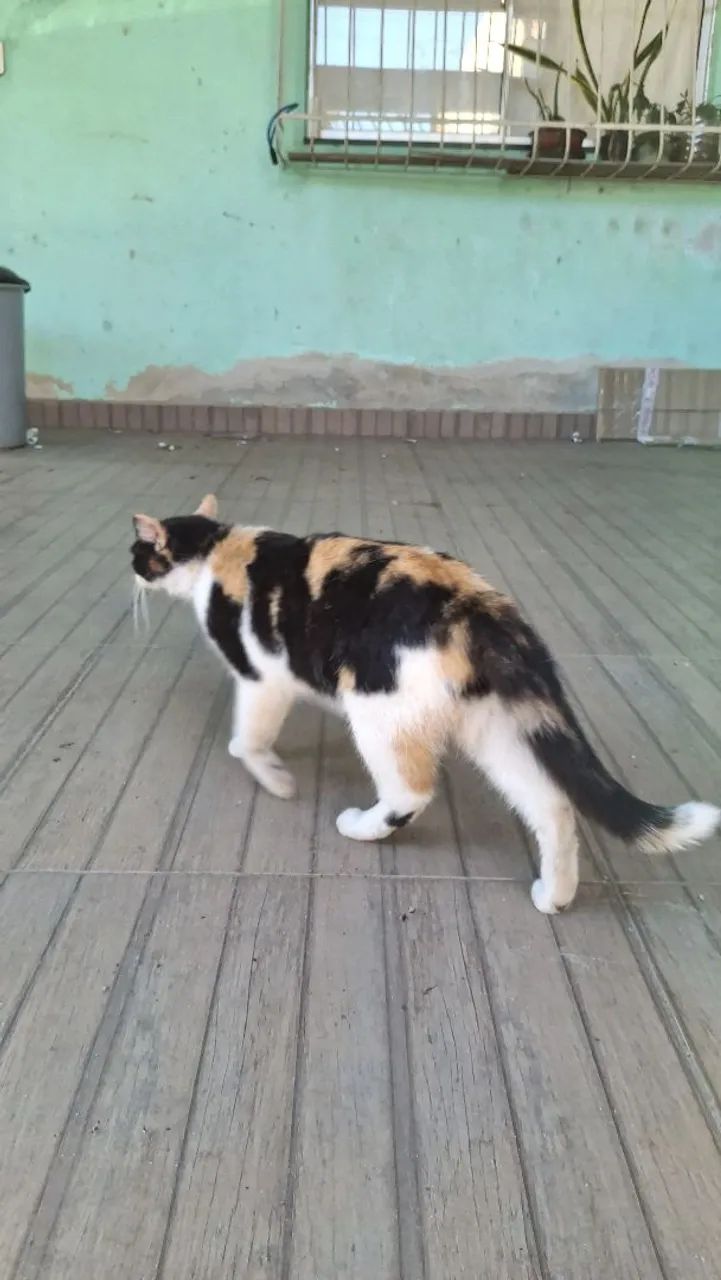 Doação de gatas