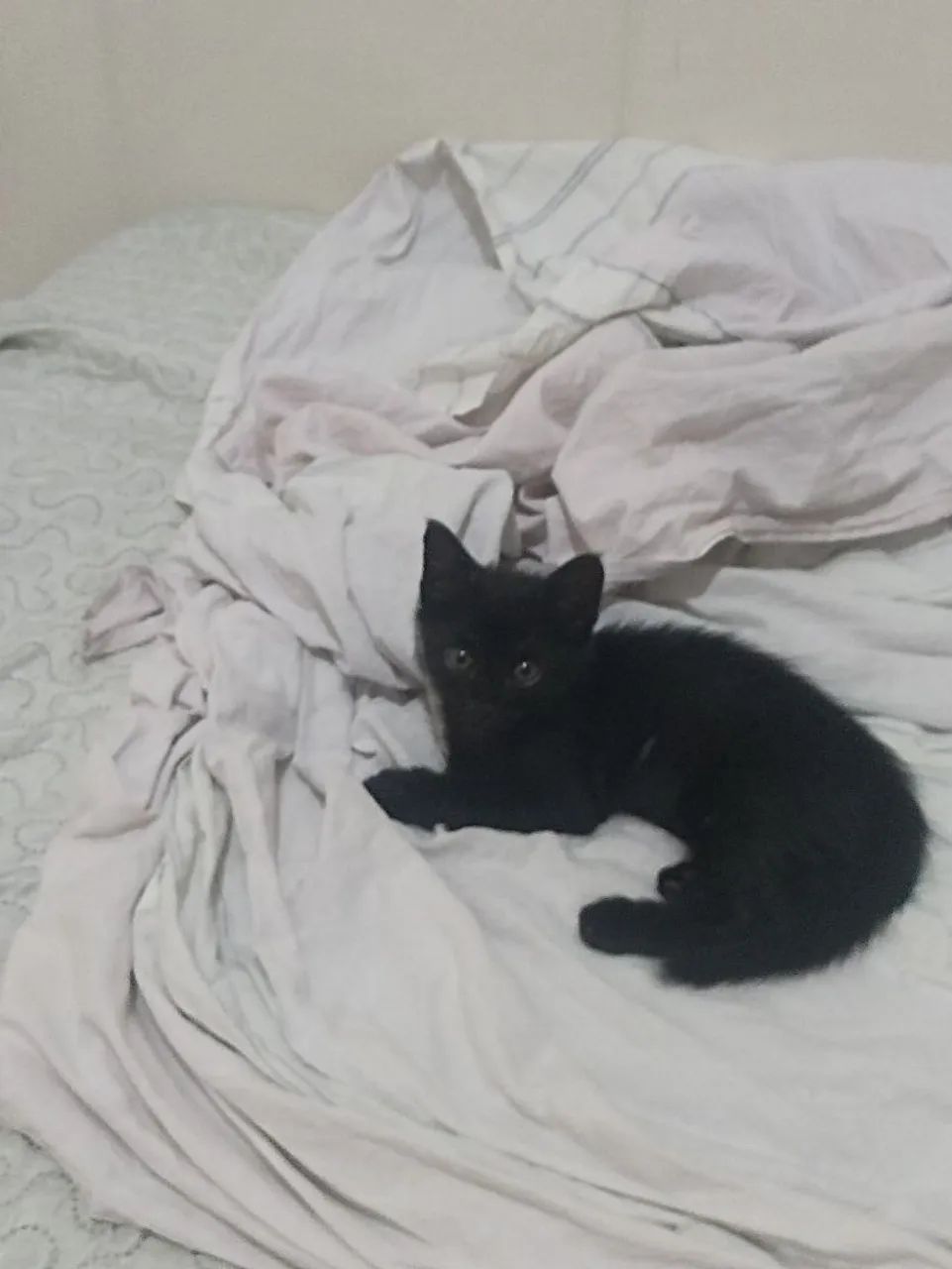 Gata preta morceguinha  - Foto 5