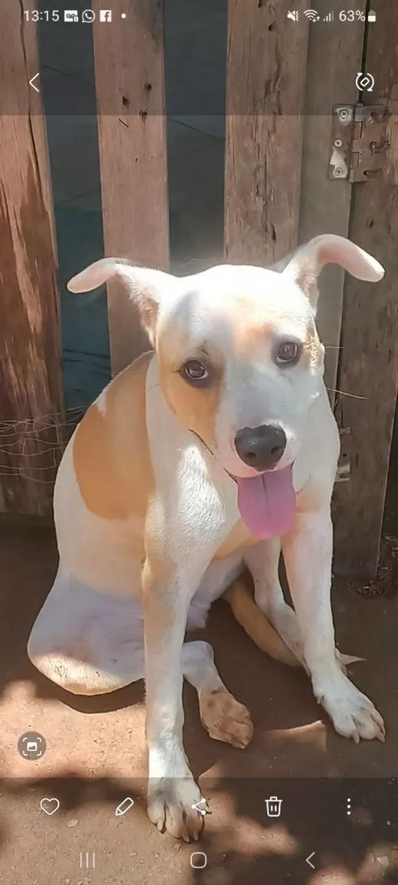 Pitbul  fêmea  p adoção  - Foto 2