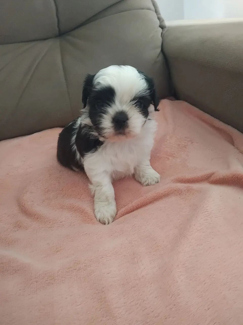 Vendesse filhote shitzu  - Foto 6