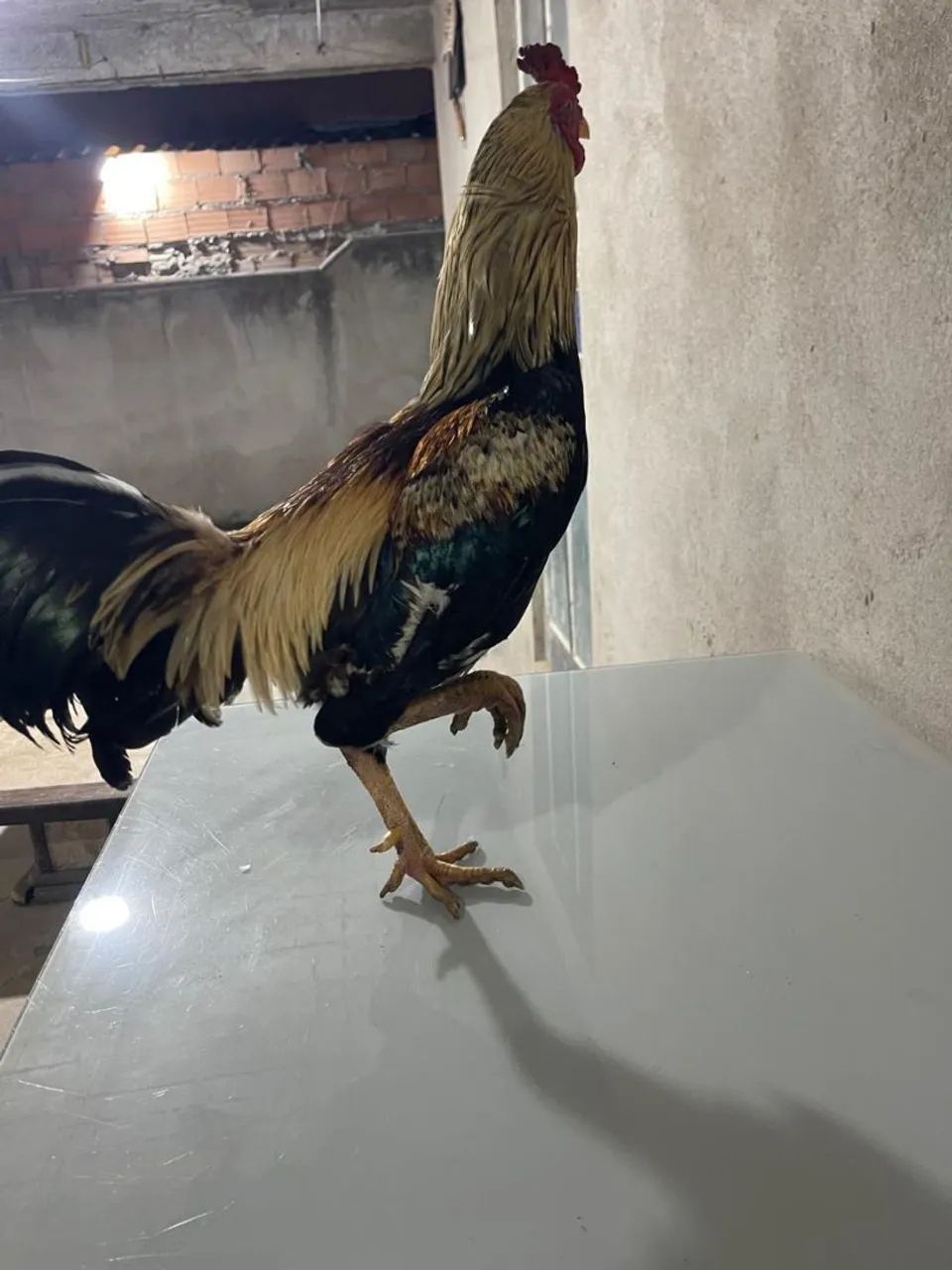 Galo - Foto 5