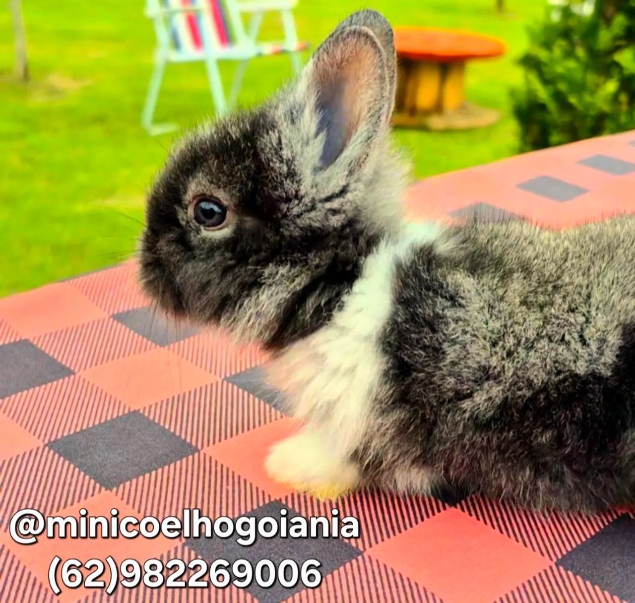 Mini Coelho Anão Lionhead Olhos Azuis - Filhotes Muito Lindos em Goiânia - Foto 2