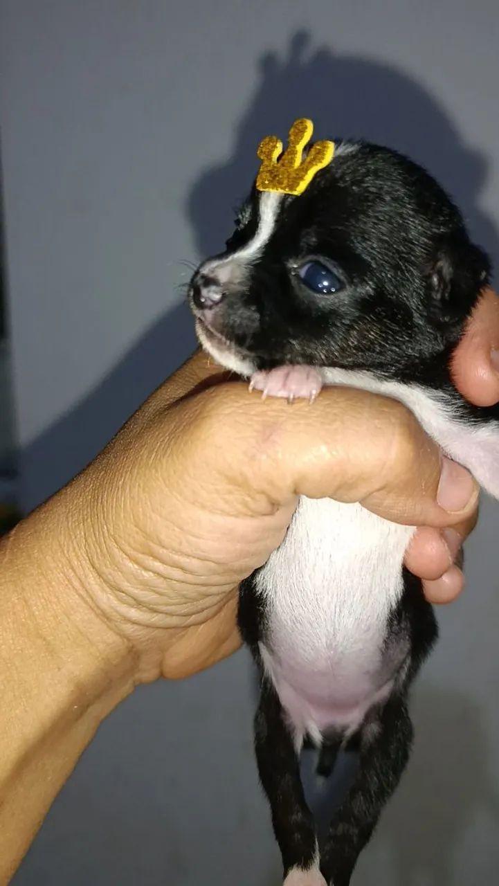 Chihuahua bibelô  - Foto 5