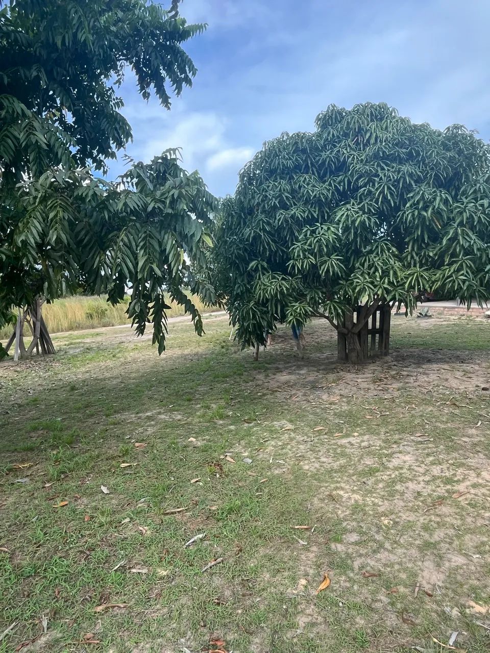 Vende-se ou troca(por casa) sítio na Região do Bom Intento  - Foto 5