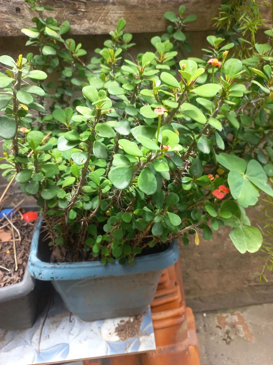 25 reais cada  - Foto 4