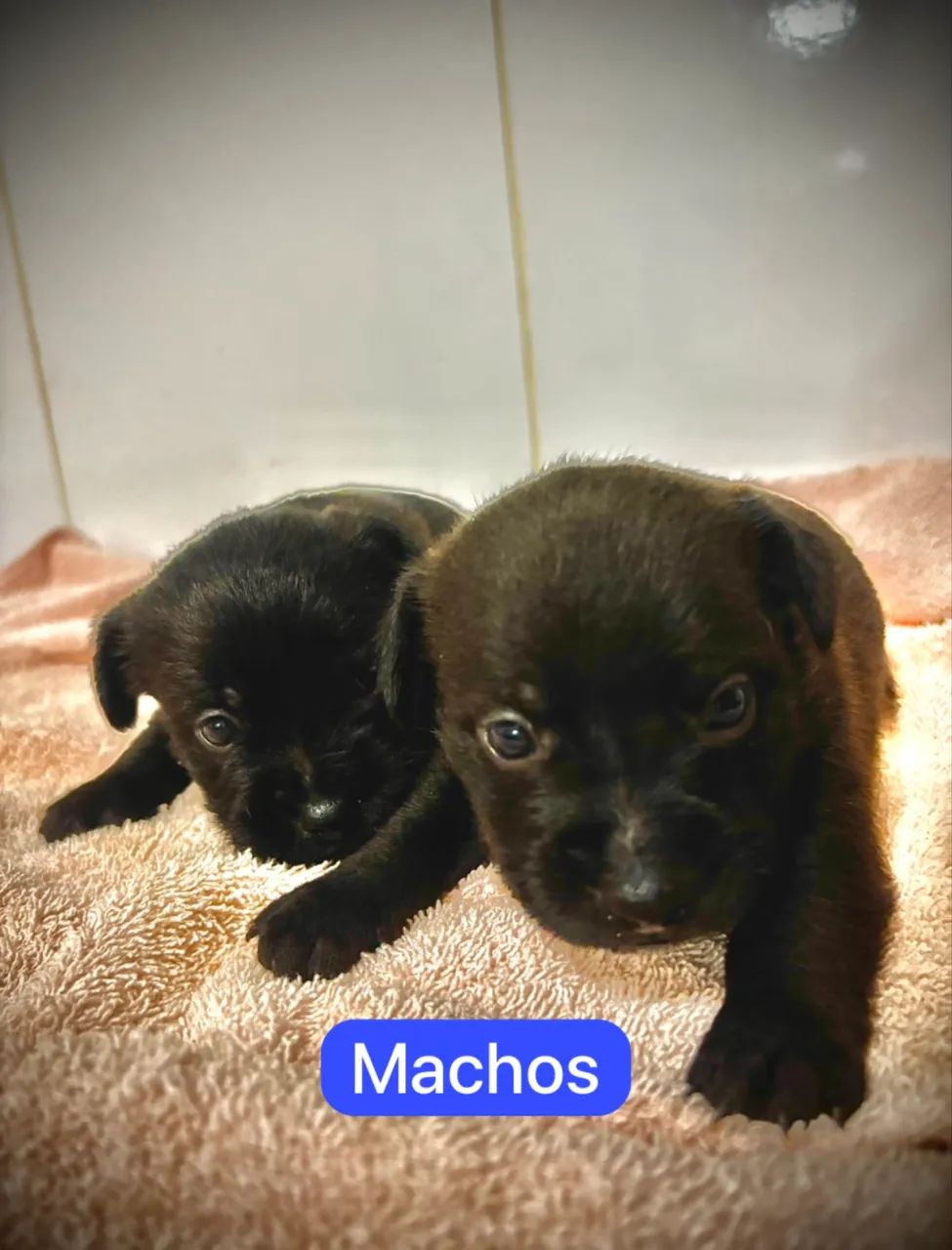 Doação filhotinhos - Foto 5