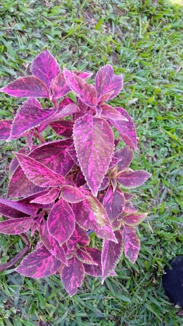 Estacas coleus  - Foto 3