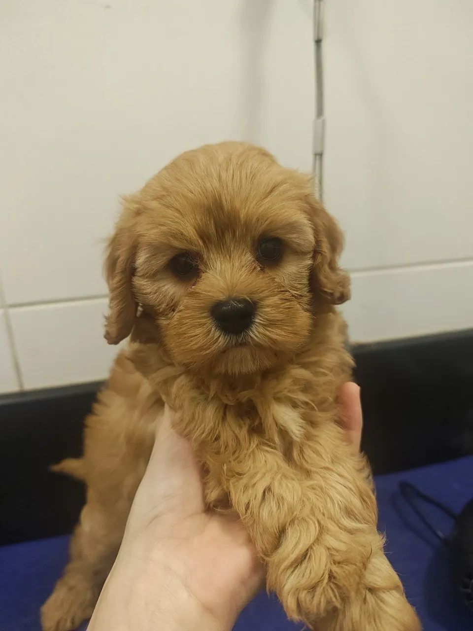 Lindo filhote de Cavapoo macho na cor Creme 