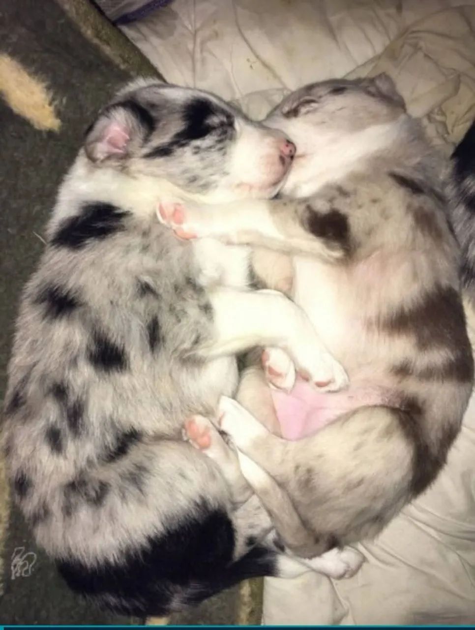 Border collie blue merle na promoção (quase doação!)