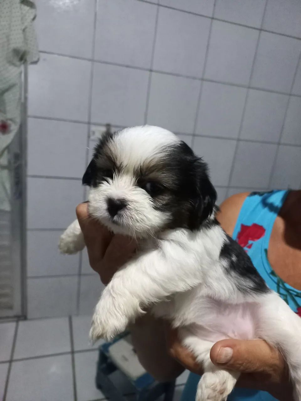 filhotes de shihtzu - Foto 2