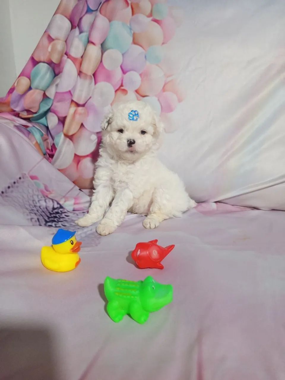 Pet - Foto 2