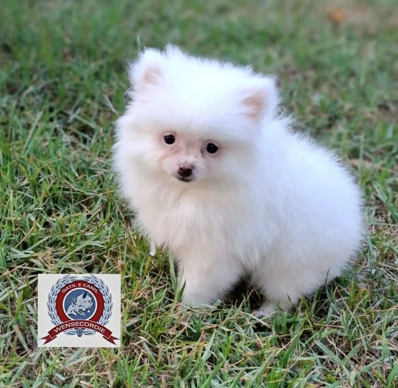 Filhote Mine Spitz Alemão branco - Foto 2