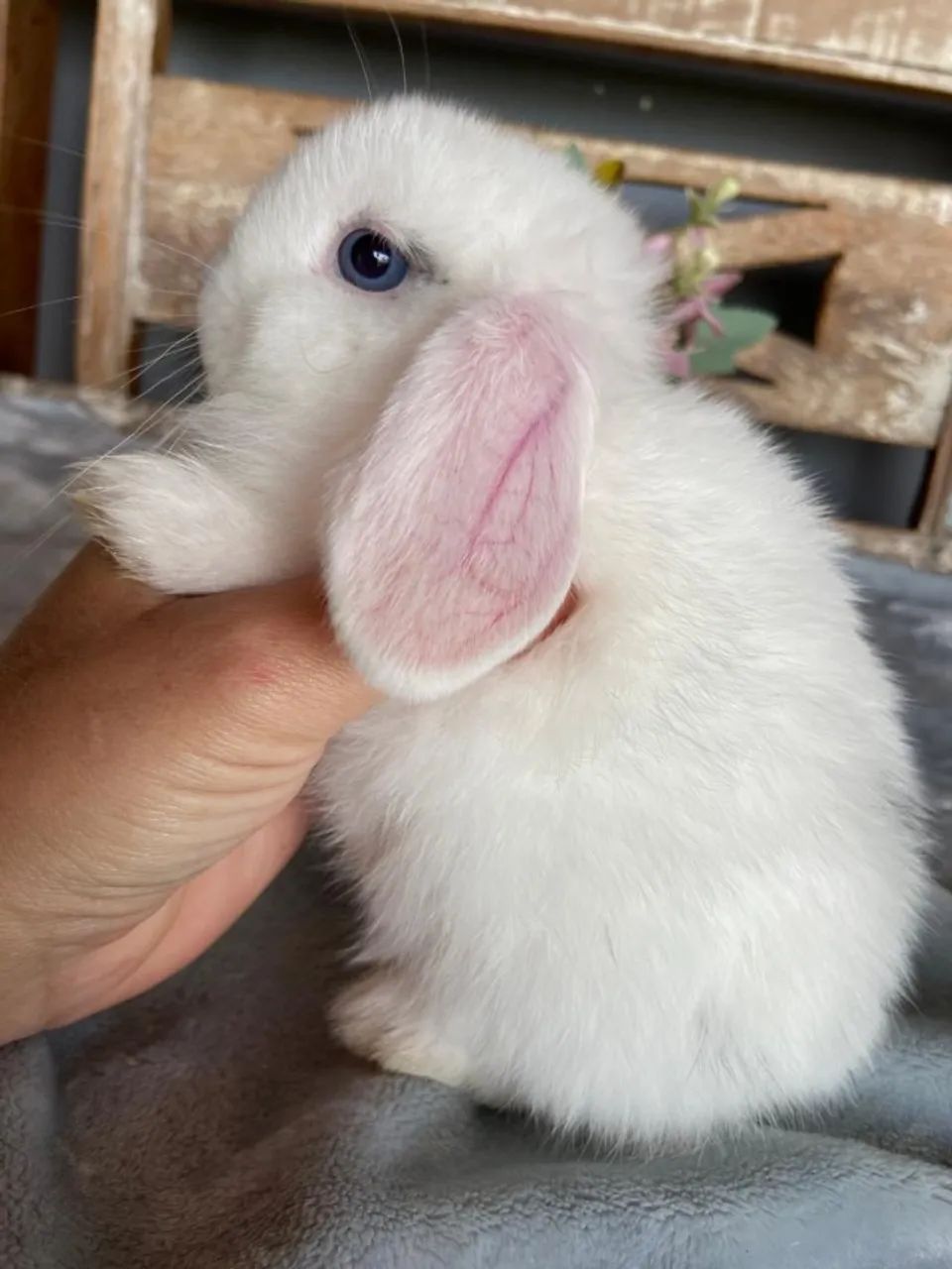 coelho mini lop uruguaio - Foto 4