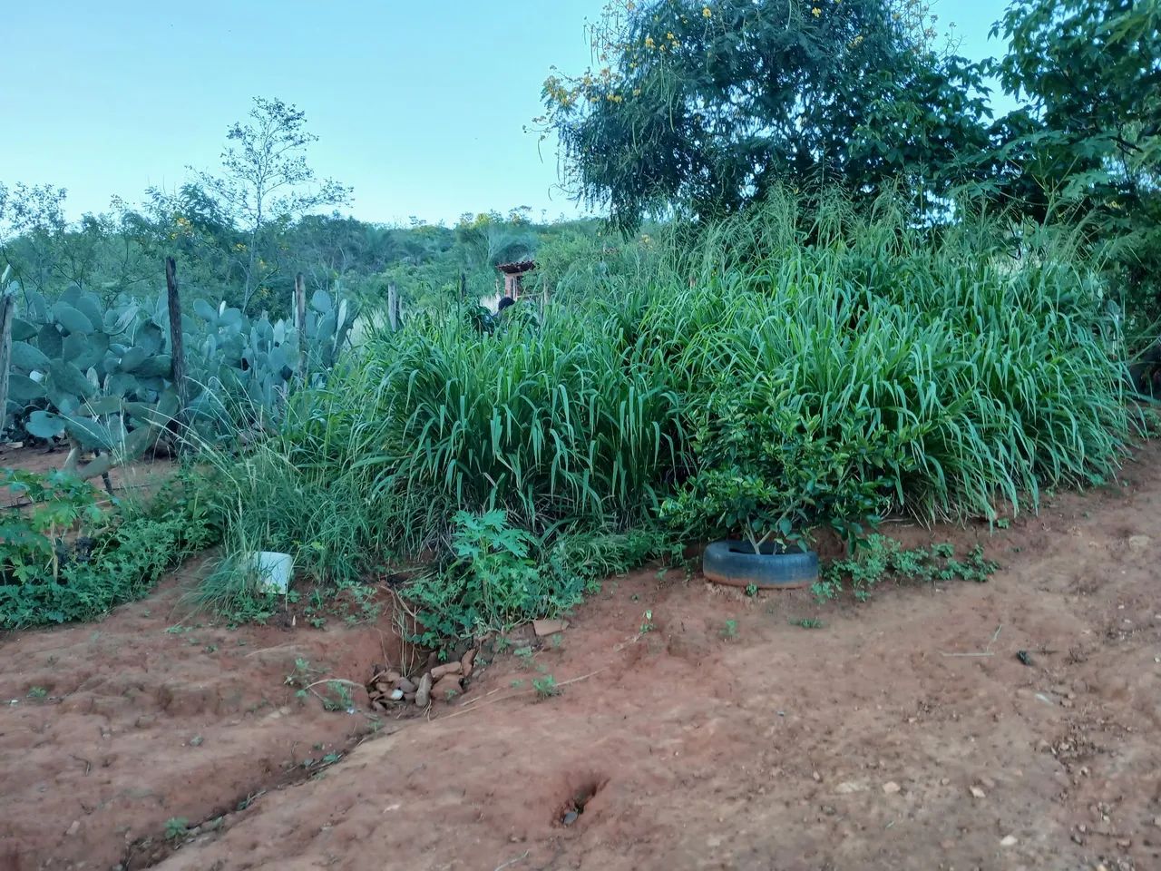 Sítio  - Foto 4