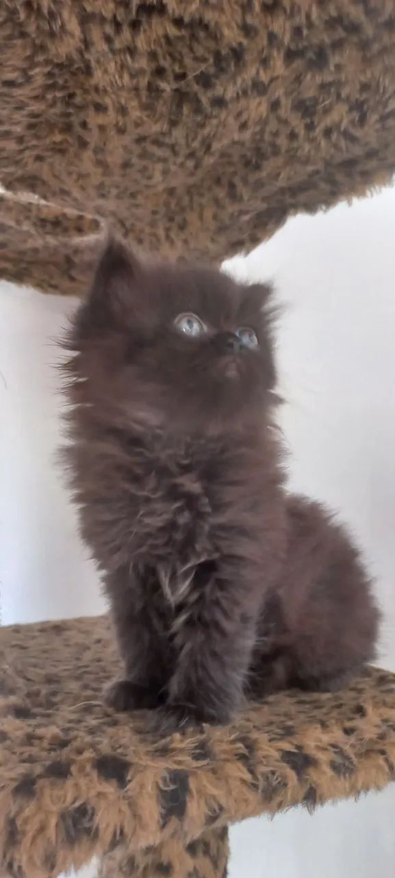 Gato persa - Foto 5