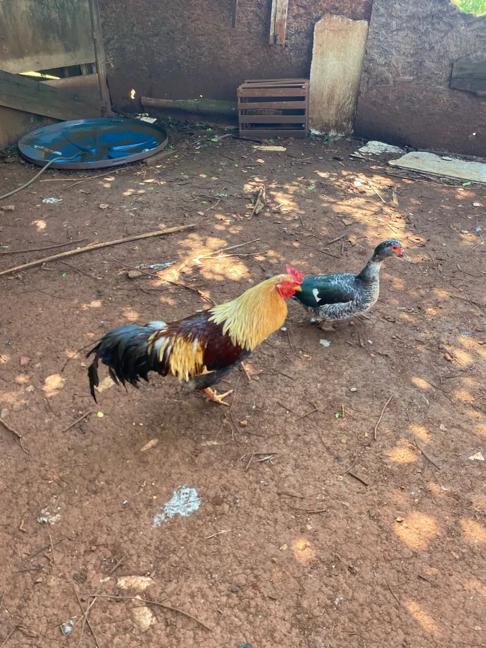 Vendas e patos e galinhas e patinhos