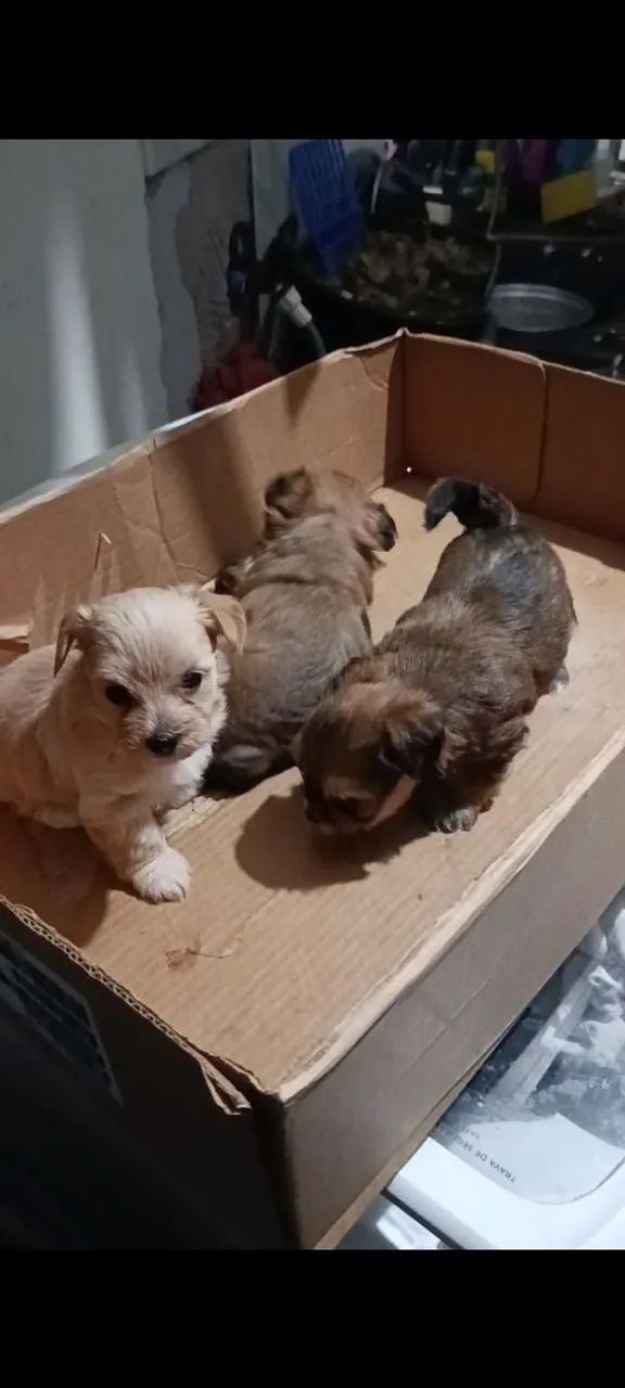 Filhote morkie - Foto 5