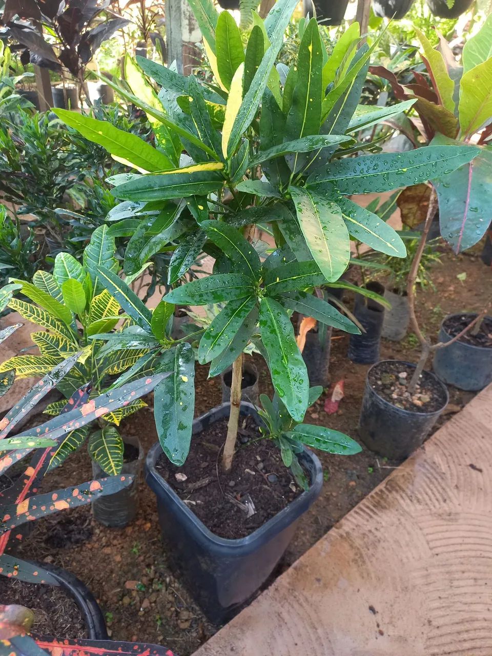 Vendo crotons  - Foto 4