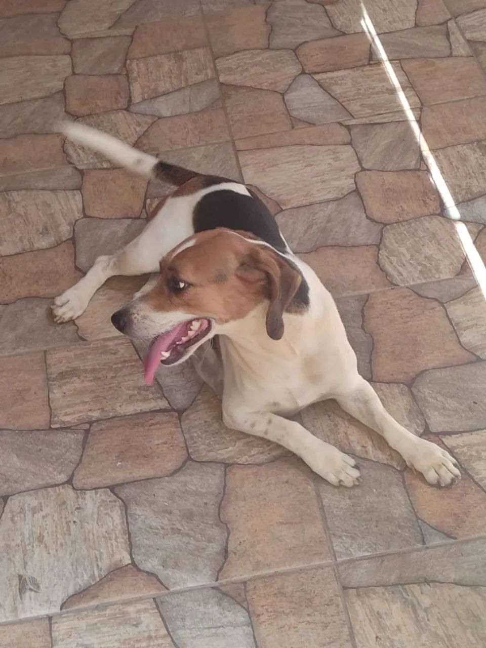 Vendo  Cachorro Beagle  - Foto 4