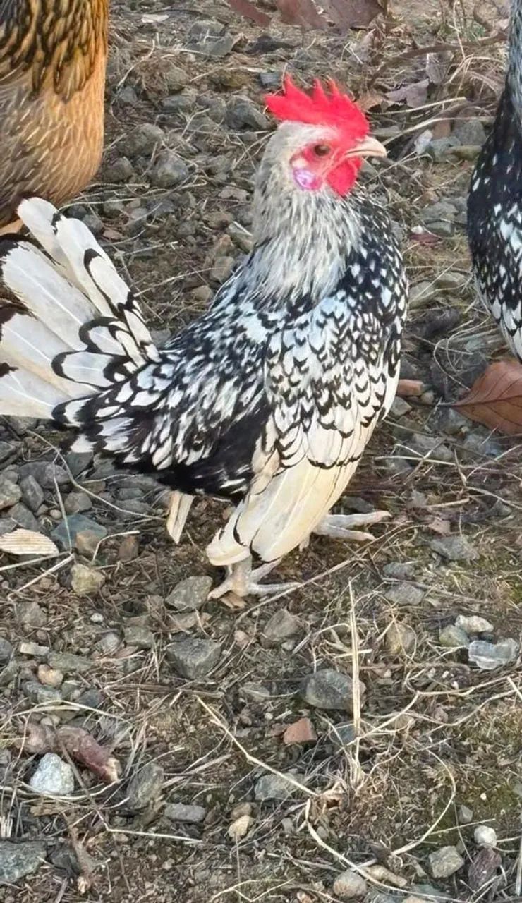 Frango Garnisé  - Foto 2
