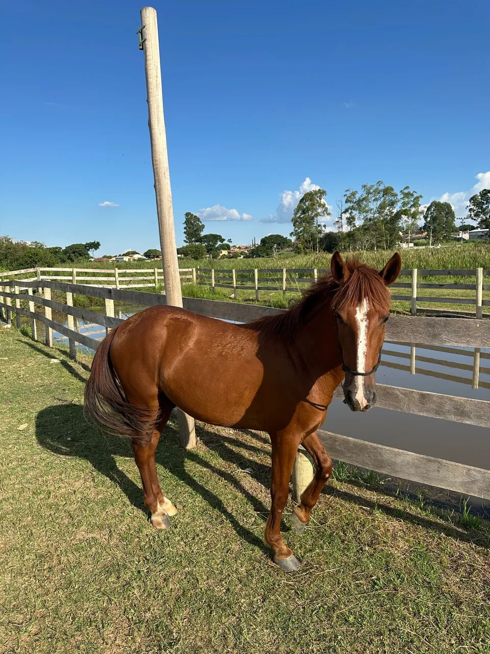 Cavalo Alazão Manga Larga  - Foto 5