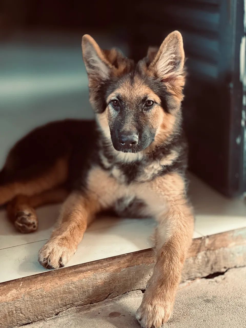 Pastor alemão fêmea 3 meses  - Foto 2