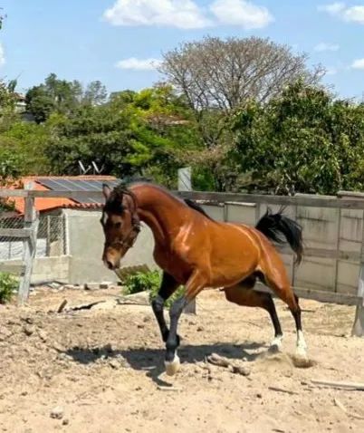 Cavalo - Foto 2