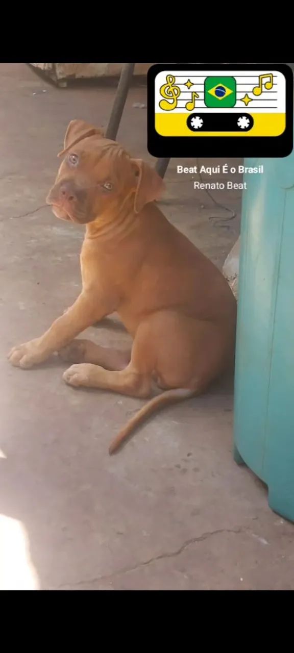 Pitmonster  - Foto 2