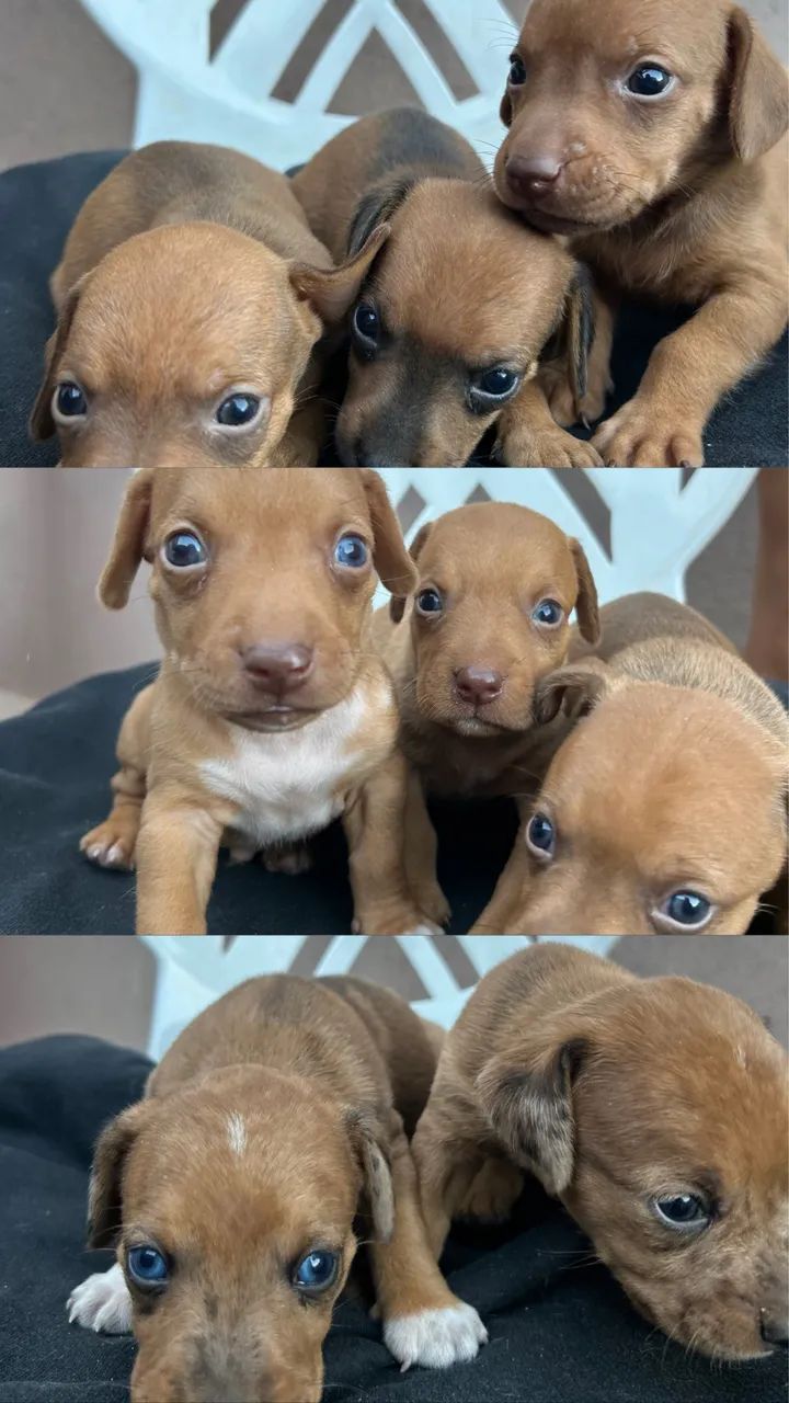 Vendo filhotes! - Foto 4