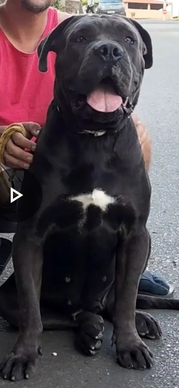 Fêmea Cane Corso