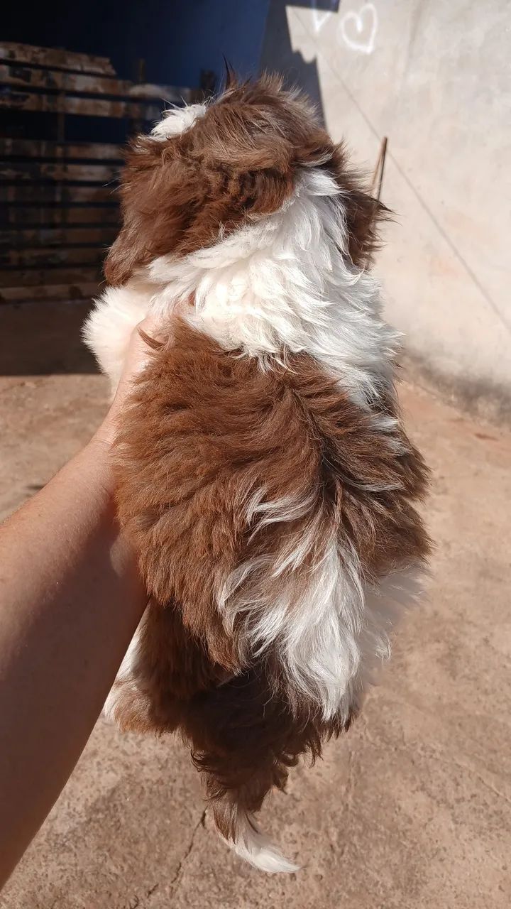 VENDO SHIH-TSU - Foto 4