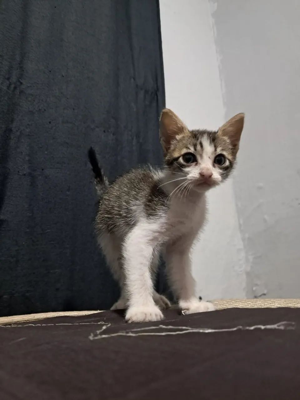 Gatinhos para doação  - Foto 2